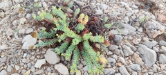 Euphorbia pithyusa, photograph (c) Santiago Martín-Bravo, some rights reserved (CC BY)