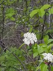 Viburnum prunifolium