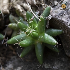 Mammillaria longimamma