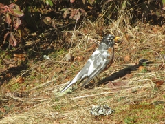 Turdus migratorius image