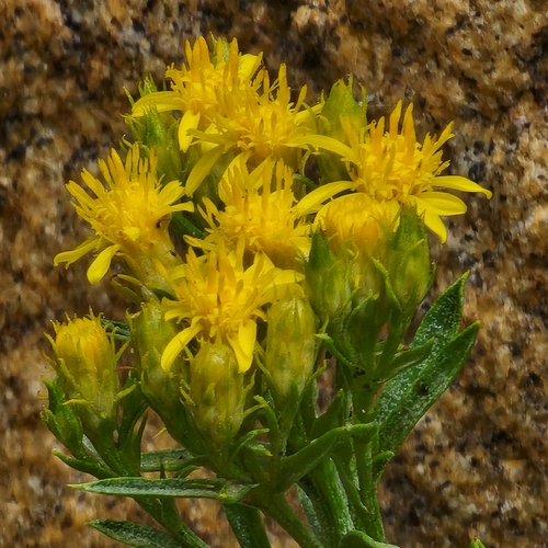 Lorandersonia microcephala