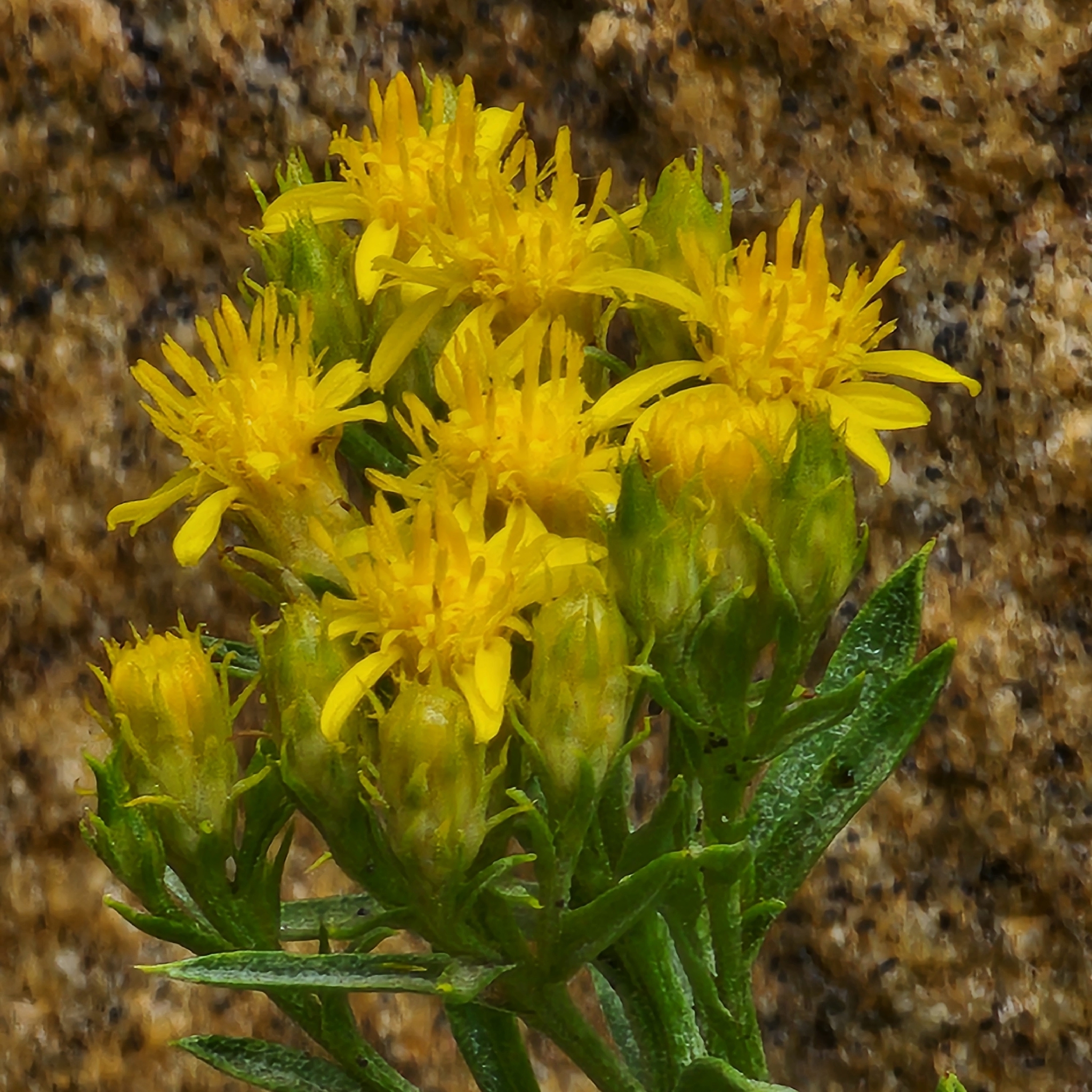 Lorandersonia microcephala