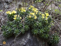 Mammillaria longimamma