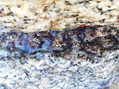 Anthopleura mariscali