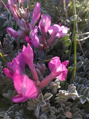 Astragalus utahensis
