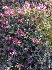 Astragalus utahensis