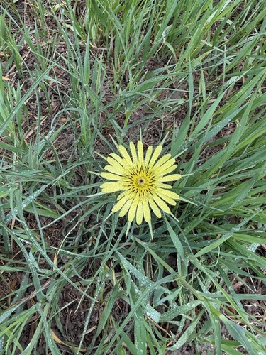 Yellow Salsify