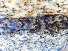 Anthopleura mariscali