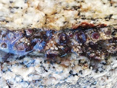 Anthopleura mariscali