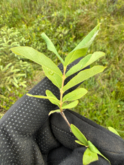 Lonicera villosa, photograph (c) Brandon Corder, some rights reserved (CC BY)