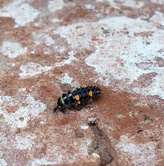 Coccinellidae
