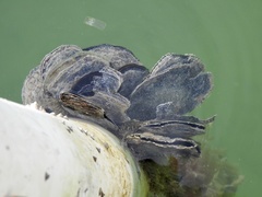 Isognomon alatus