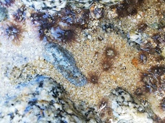 Anthopleura mariscali