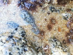 Anthopleura mariscali