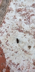 Coccinellidae