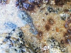 Anthopleura mariscali