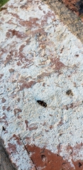 Coccinellidae