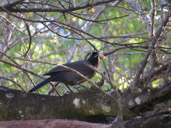 Cyanocorax cyanomelas