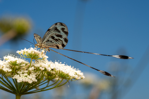 Greek Spoonwing