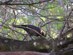 Cyanocorax cyanomelas