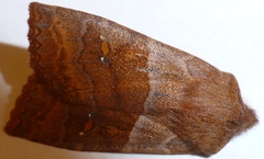 Eupsilia vinulenta