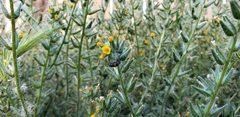 Coccinellidae