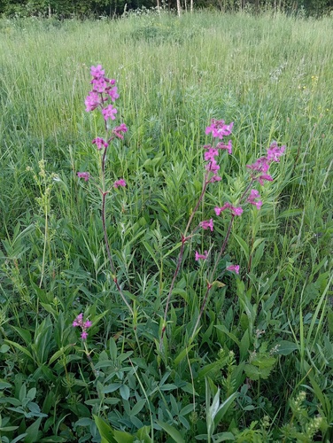 Наблюдение на iNaturalist