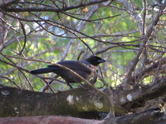 Cyanocorax cyanomelas