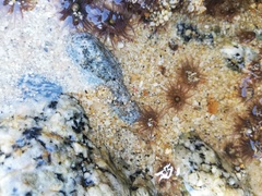 Anthopleura mariscali