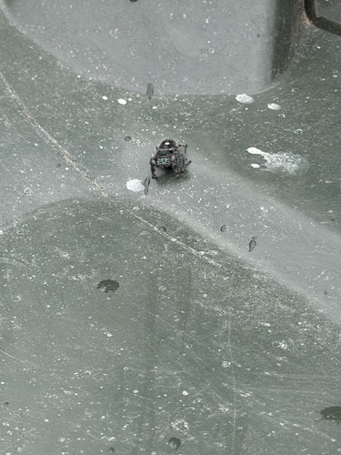 Bold Jumping Spider