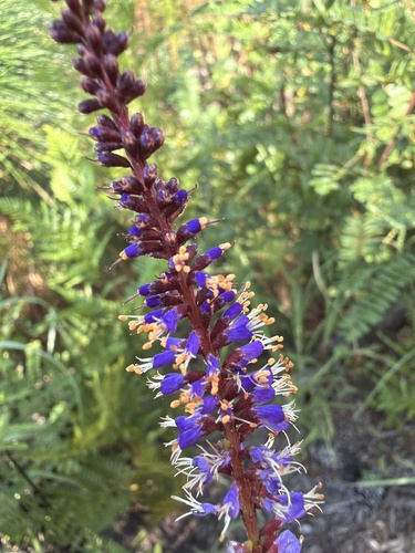 Amorpha confusa (Amorpha confusa)