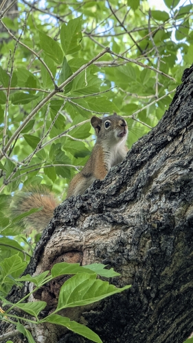 American Red Squirrel