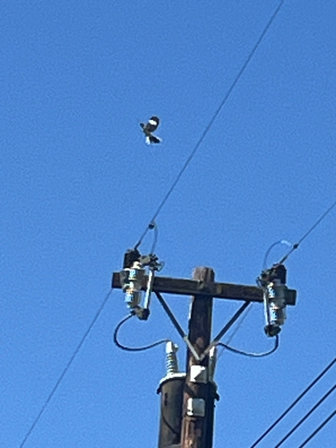 Northern Mockingbird