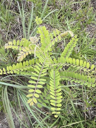 Amorpha confusa (Amorpha confusa)