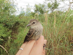 Myiophobus crypterythrus