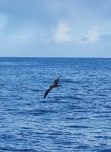 Puffinus observed 2026-06-25