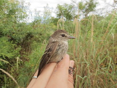 Myiophobus crypterythrus