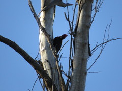 Campephilus leucopogon
