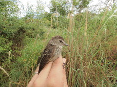 Myiophobus crypterythrus