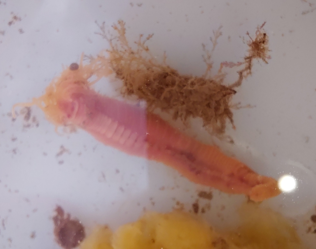 ornate worm