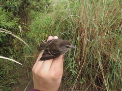 Myiophobus crypterythrus