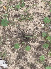 Tasmanicosa godeffroyi