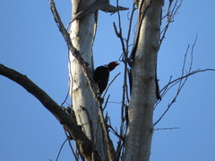 Campephilus leucopogon