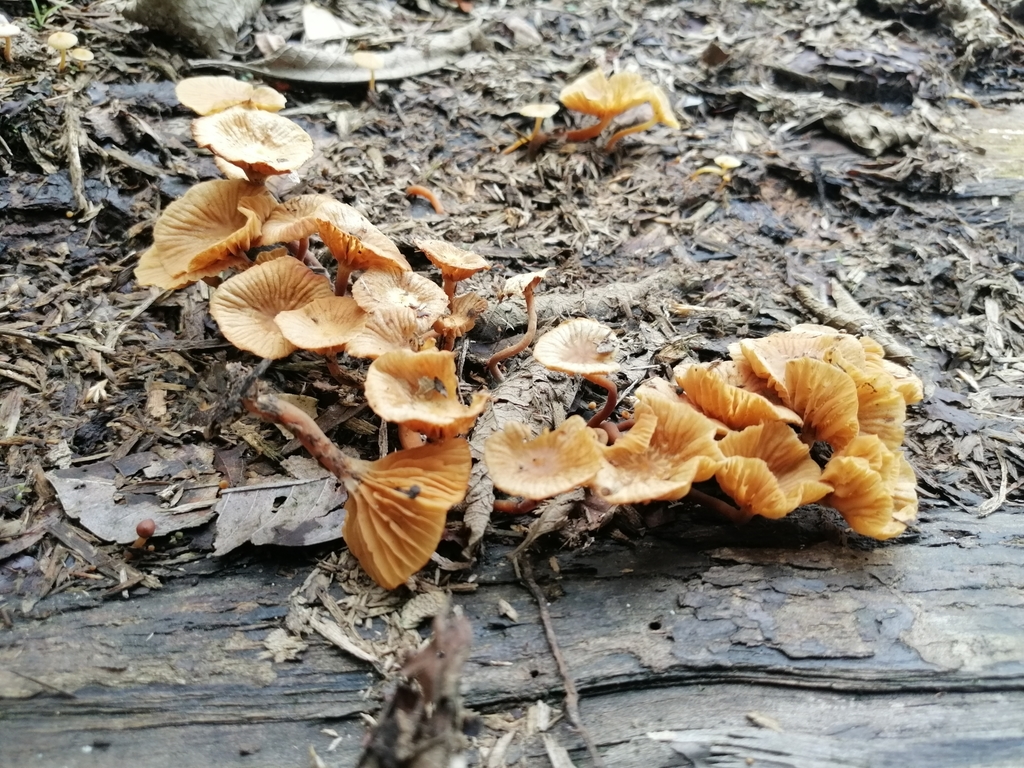Galerina velutipes · April 2020 · photo: © heimatlos (iNaturalist, cc0)
