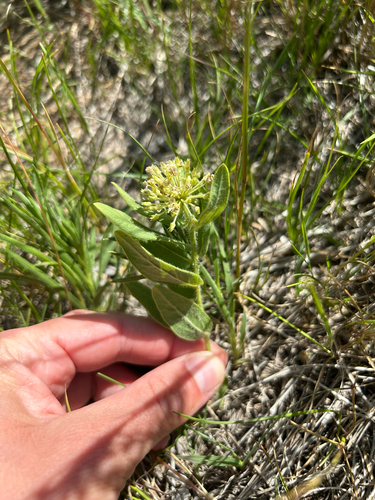 woolly milkweed