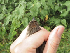 Myiophobus crypterythrus