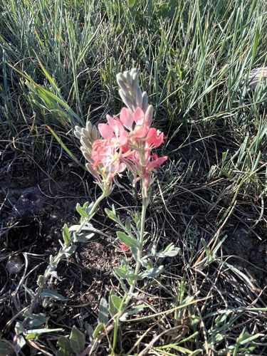 Scarlet Beeblossom