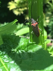 Desmocerus aureipennis