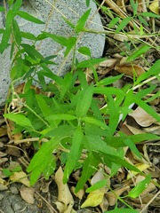Yeatesia platystegia