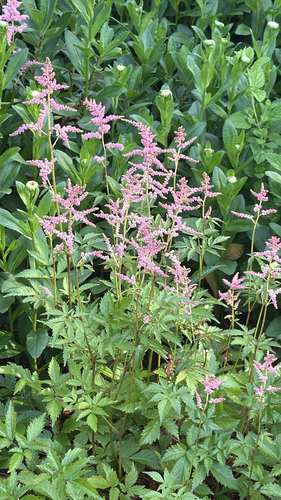 Astilbe simplicifolia iNat (2)